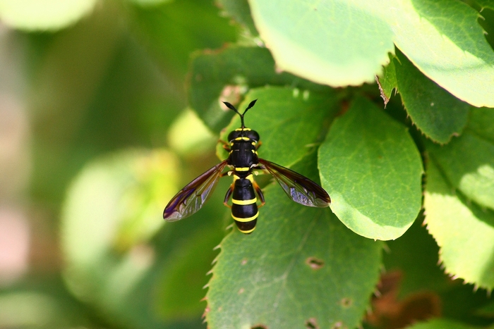 Syrphidae: Ceriana conopsoides, femmina